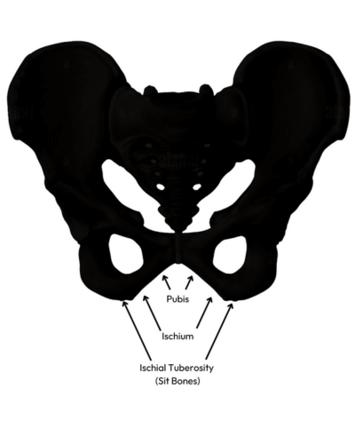 Diagram of the important anatomical reference points impacting saddle comfort.